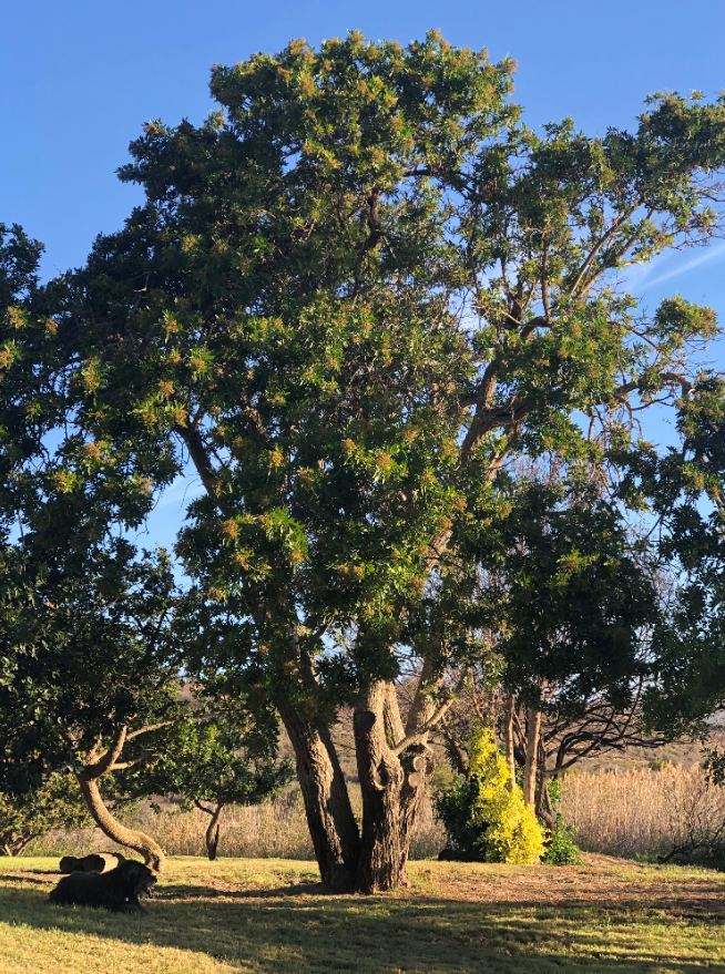 Image of a tree